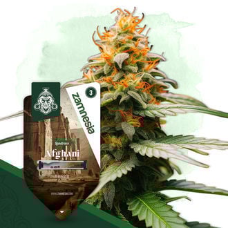 Pack Landrace - Variétés féminisées