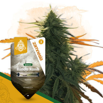 Pack Landrace - Variétés féminisées