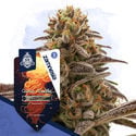 Pack Galactic Delights - Variétés à autofloraison