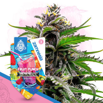 Pack Club Tropicana - Variétés à autofloraison