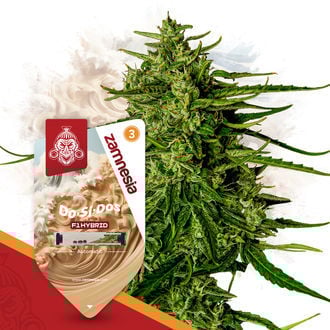 Pack The F1 Power - Graines hybrides F1