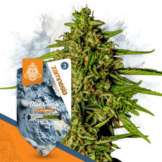 Pack Super THC - Graines hybrides F1