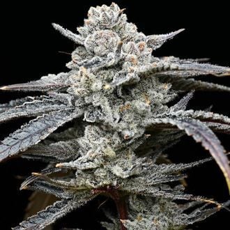 Lemon Cherry Gelato (Barney's Farm x Backpackboyz) féminisée