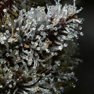 Lemon Cherry Gelato (Barney's Farm x Backpackboyz) féminisée