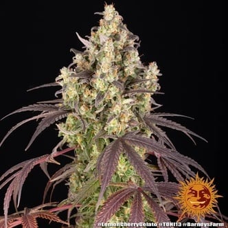 Lemon Cherry Gelato (Barney's Farm x Backpackboyz) féminisée