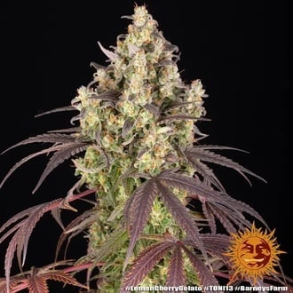 Lemon Cherry Gelato (Barney's Farm x Backpackboyz) féminisée