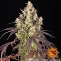 Lemon Cherry Gelato (Barney's Farm x Backpackboyz) féminisée