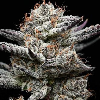 Black Cherry Gushers (Barney's Farm x Backpackboyz) féminisée