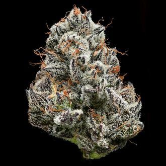 Black Cherry Gushers (Barney's Farm x Backpackboyz) féminisée