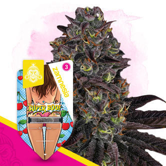 Super Boof Automatic (Zamnesia Seeds) féminisée