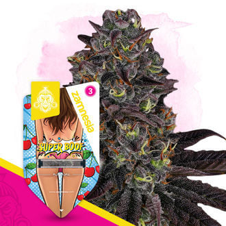 Super Boof Automatic (Zamnesia Seeds) féminisée