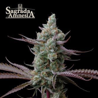 Sagrada Amnesia (Seedstockers) féminisée