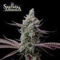 Sagrada Amnesia (Seedstockers) féminisée