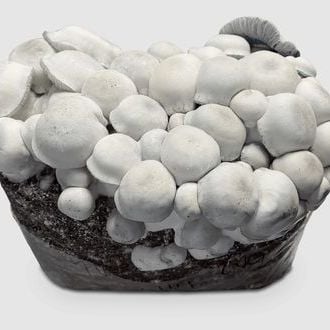 MycoBag « Tidal Wave Ape »