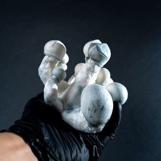 MycoBag « Tidal Wave Ape »