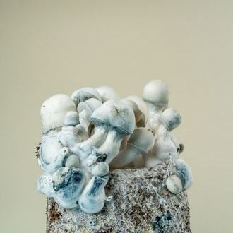 MycoBag « Tidal Wave Ape »