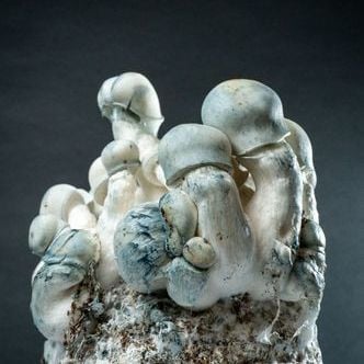 MycoBag « Tidal Wave Ape »