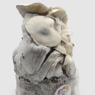 MycoBag « Whitebilly »