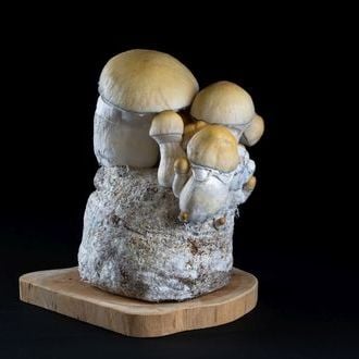 MycoBag « Whitebilly »