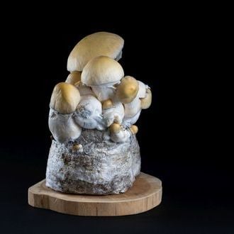 MycoBag « Whitebilly »