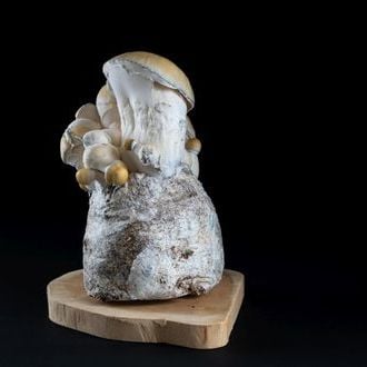 MycoBag « Whitebilly »