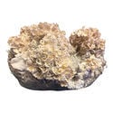 Ready-2-Grow Bag 'Enigma' Zamnesia