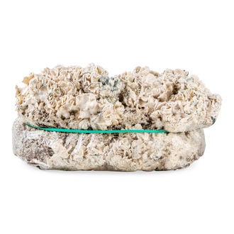 Ready-2-Grow Bag 'Enigma' Zamnesia