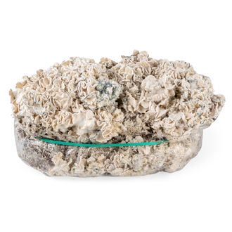 Ready-2-Grow Bag 'Enigma' Zamnesia