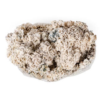 Ready-2-Grow Bag 'Enigma' Zamnesia