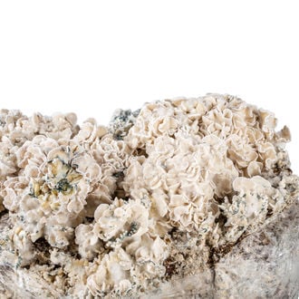 Ready-2-Grow Bag 'Enigma' Zamnesia