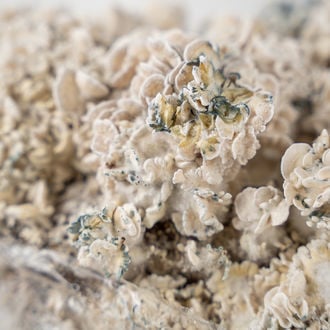 Ready-2-Grow Bag 'Enigma' Zamnesia