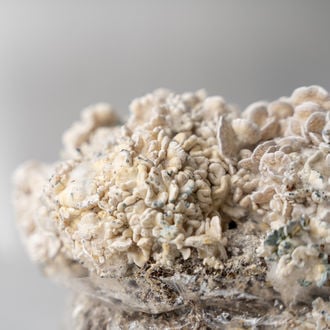 Ready-2-Grow Bag 'Enigma' Zamnesia