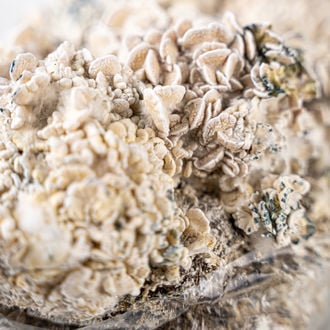 Ready-2-Grow Bag 'Enigma' Zamnesia