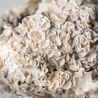 Ready-2-Grow Bag 'Enigma' Zamnesia