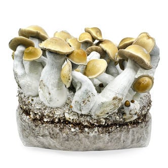 Ready-2-Grow Bag 'Makilla Gorilla' Zamnesia