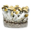 Ready-2-Grow Bag 'Makilla Gorilla' Zamnesia
