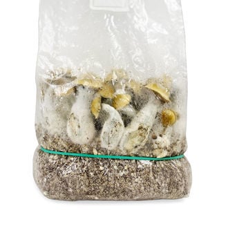 Ready-2-Grow Bag 'Makilla Gorilla' Zamnesia