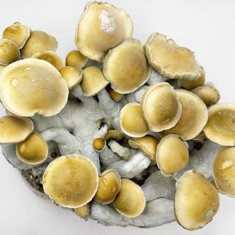 Ready-2-Grow Bag 'Makilla Gorilla' Zamnesia