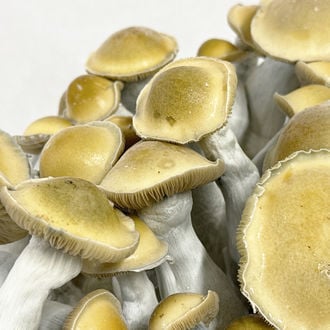 Ready-2-Grow Bag 'Makilla Gorilla' Zamnesia