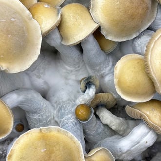 Ready-2-Grow Bag 'Makilla Gorilla' Zamnesia