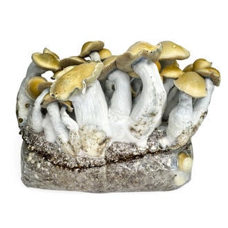 Ready-2-Grow Bag 'Makilla Gorilla' Zamnesia