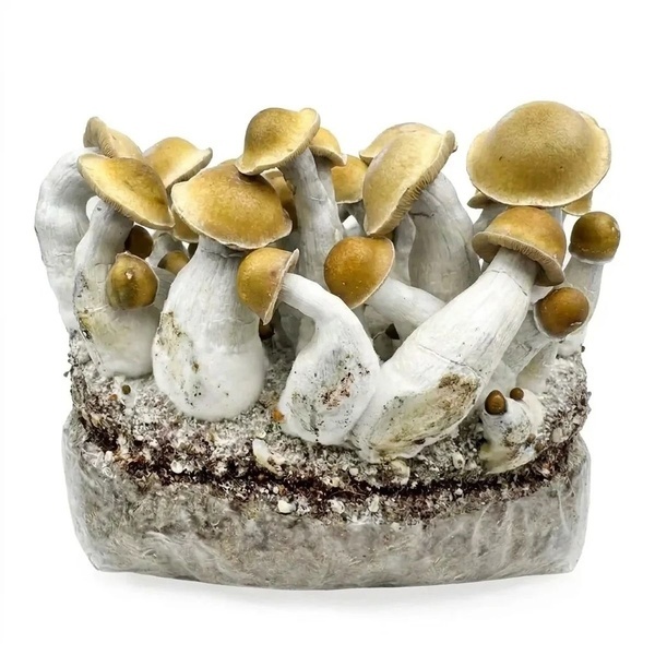 Ready-2-Grow Bag 'Makilla Gorilla' Zamnesia