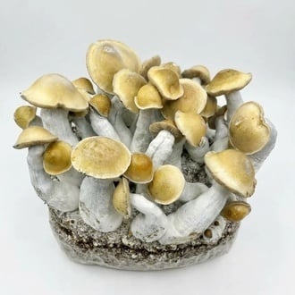 Ready-2-Grow Bag 'Makilla Gorilla' Zamnesia