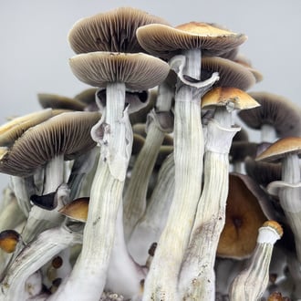 Ready-2-Grow Bag 'Jedi Mind Fuck' Zamnesia