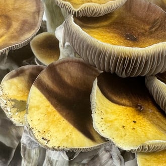 Ready-2-Grow Bag 'Jedi Mind Fuck' Zamnesia