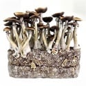 Ready-2-Grow Bag 'Jedi Mind Fuck' Zamnesia