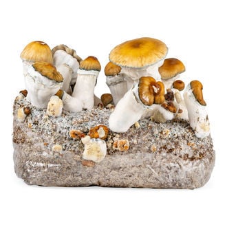 Ready-2-Grow Bag 'Hillbilly Pumpkin' Zamnesia