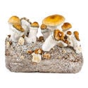 Ready-2-Grow Bag 'Hillbilly Pumpkin' Zamnesia
