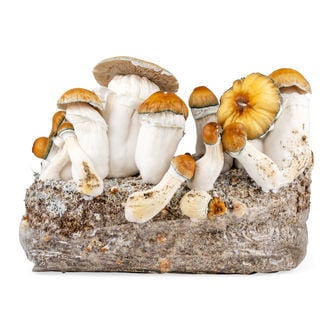 Ready-2-Grow Bag 'Hillbilly Pumpkin' Zamnesia