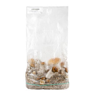 Ready-2-Grow Bag 'Hillbilly Pumpkin' Zamnesia